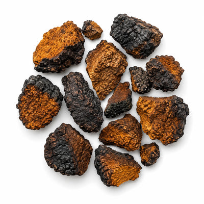 Chaga