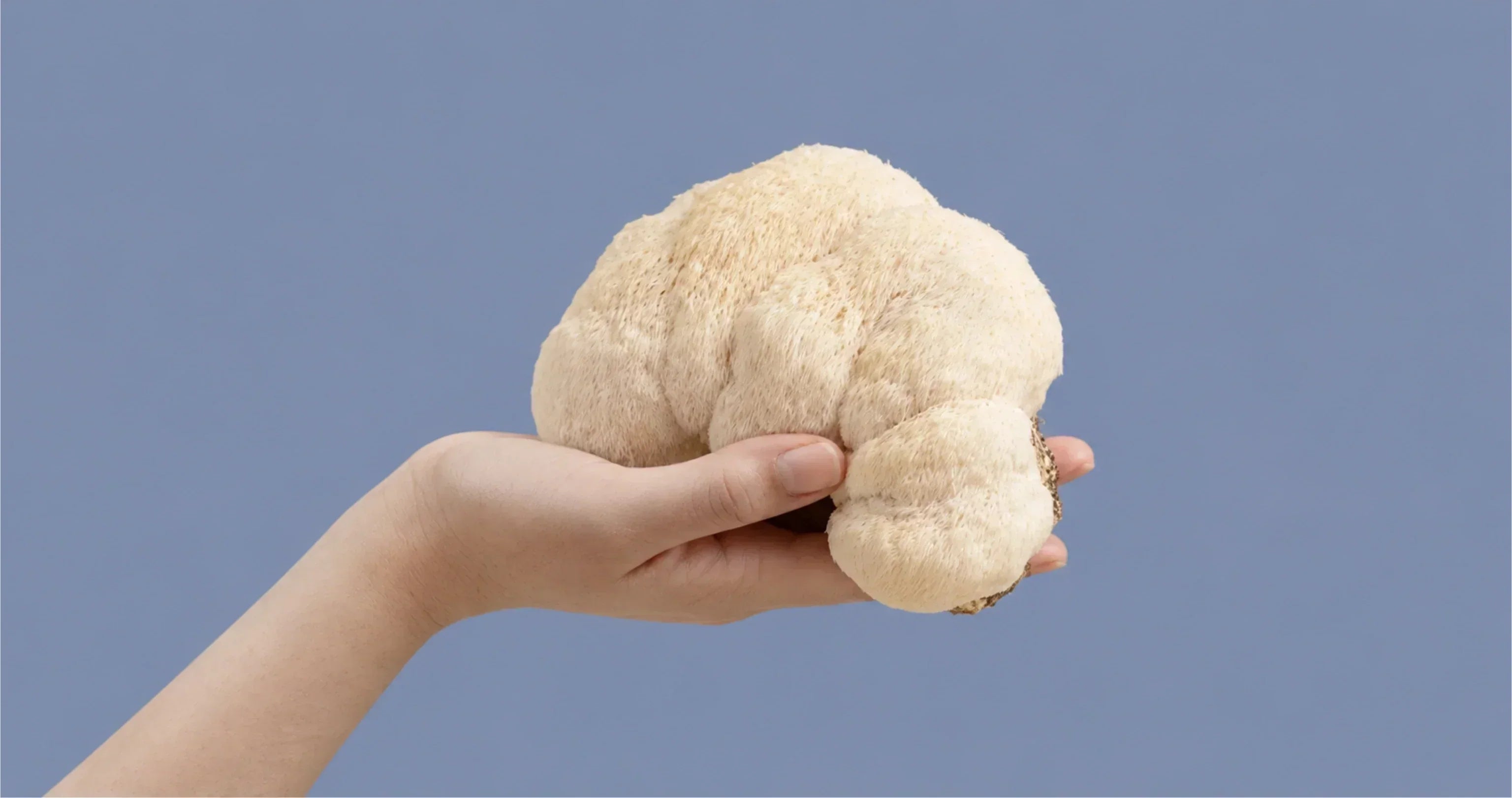 ¿Qué hace la Melena de León en tu cerebro?